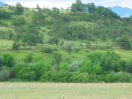 Part of Hawleywood Farm in Medford